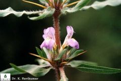 Hygrophila auriculata